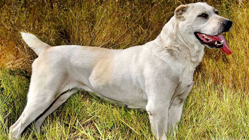 ثبت‌ بین‌المللی سگ‌های بومی ایران