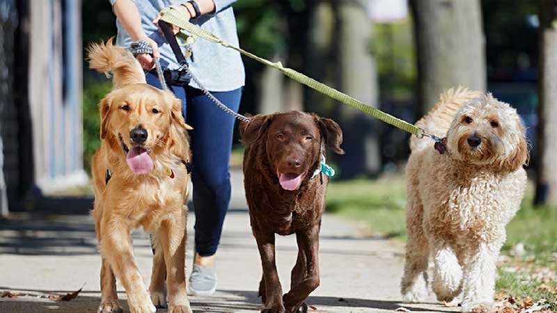  تدوین بیش از ۶۰ وظیفه برای ۱۵ نهاد جهت مقابله با سگ گردانی در البرز
