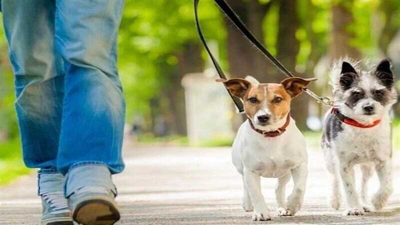 اجرای طرح مقابله با سگ گردانی از امروز در معابر عمومی شهرستان بندرلنگه