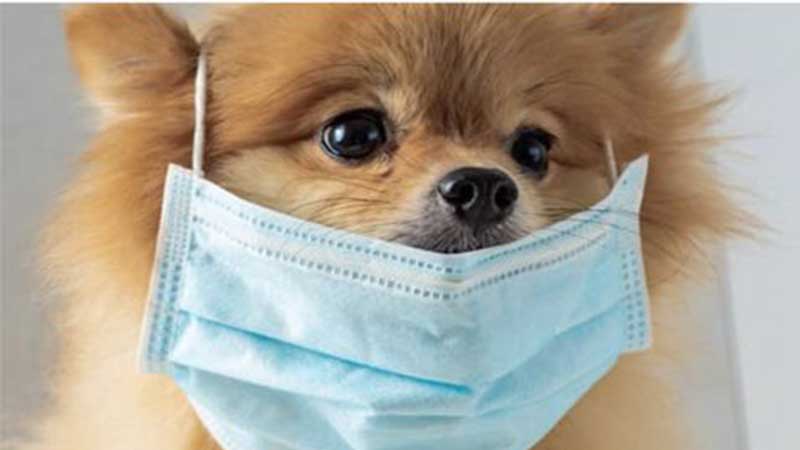  شناسایی ۸ مورد کرونای سگی در مالزی؛ جدیدترین ویروس کرونا احتمالا از سگ‌ها می‌آید