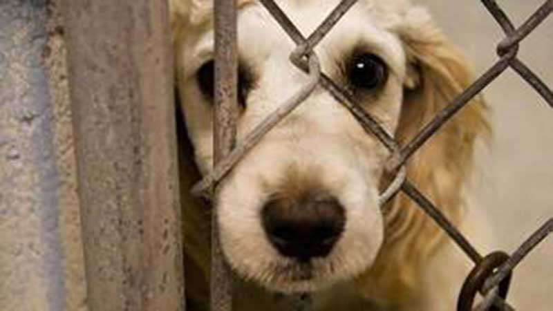 واکنش انجمن به‌شدار بوکان به حاشیه‌های ایجاد شده برای سگ‌های ولگرد مهاباد