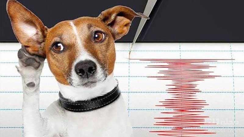 کدام حیوانات زلزله را پیش بینی می کنند؟ / عکس العمل هر حیوان موقع زلزله چگونه است؟