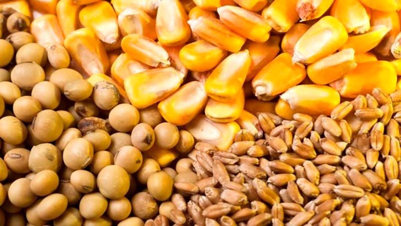 ورود سالانه ۱.۲ میلیون تن انواع گندم به چرخه خوراک دام/ ۲ راهکار رفع مشکل کمبود علوفه و نهاده‌های دامی 