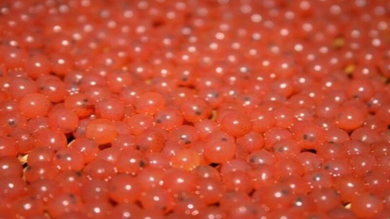 یک میلیون و ۱۶۰ هزار قطعه تخم چشم زده ماهی قزل‌آلا در شازند معدوم شد