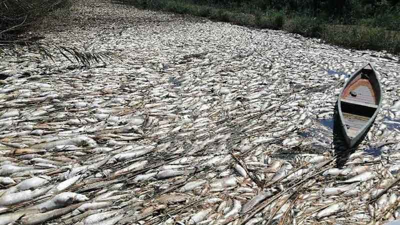 بارش نابهنگام تابستانی باعث مرگ و میر ماهیان در رودخانه حله شد