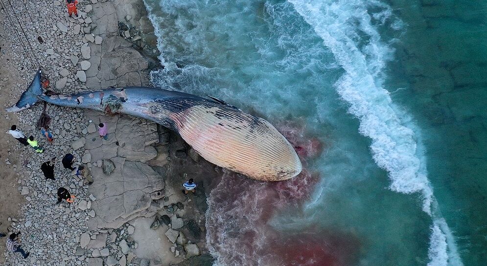 لاشه یک نهنگ در ساحل سیمرغ کیش پیدا شد