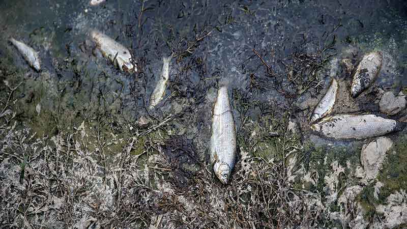 ۱۵۰ تن ماهی تلف شده در مزارع شیلات لردگان معدوم شد/۲۰ تن ماهی صید شده از این مزارع نیز در سردخانه‌های استان موجود است