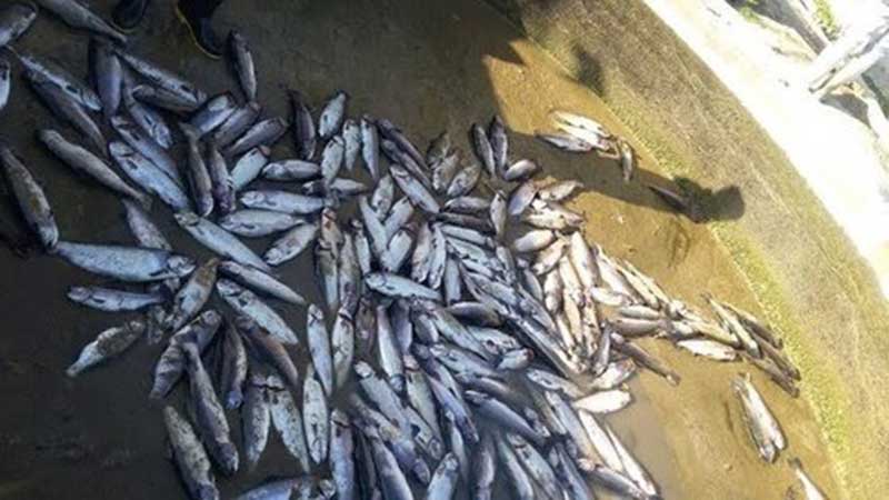 تلف شدن ۲۰ هزار قطعه ماهی در داورزن