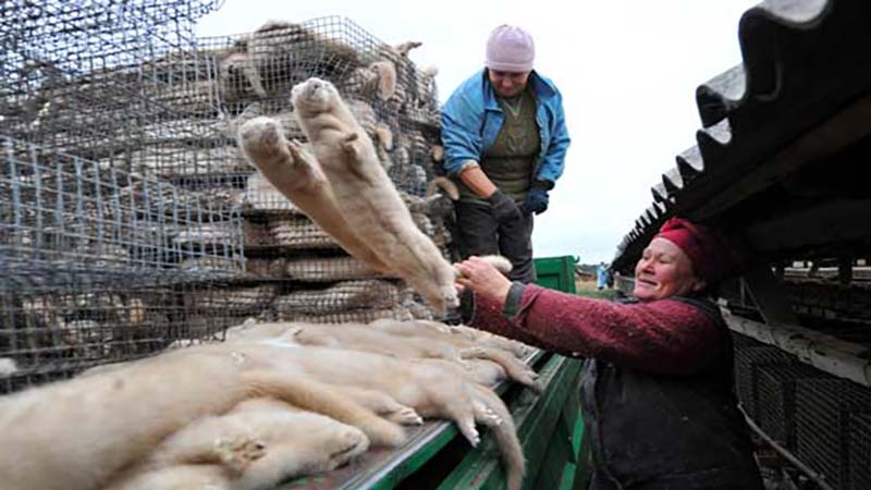 حیوانات دو مزرعه پرورش راسو در هلند به کرونا مبتلا شدند