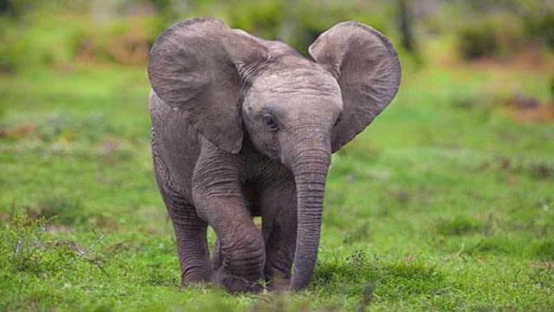 برای فیل‌هایی هیبریدی آماده باشید؛ دانشمندان در حال زنده کردن ماموت ۵ میلیون ساله هستند!