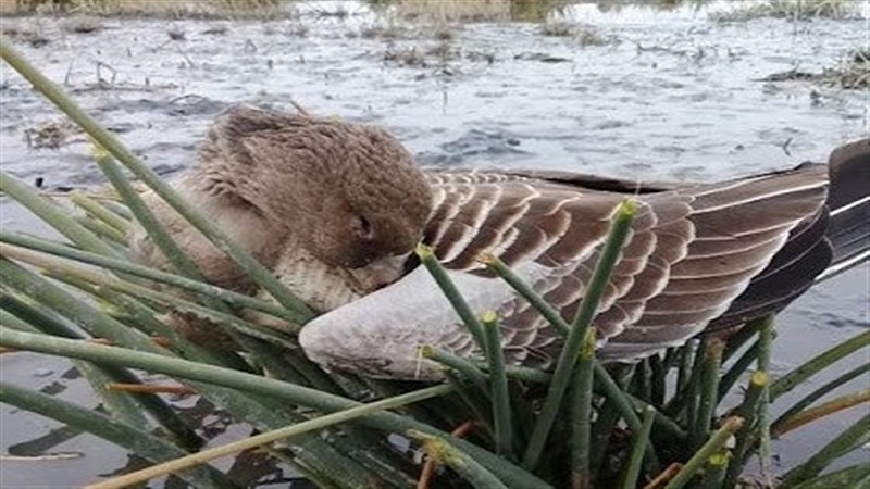 ابتلای پرندگان تلف شده در دریاچه چیتگر به آنفلوآنزا تایید نشد