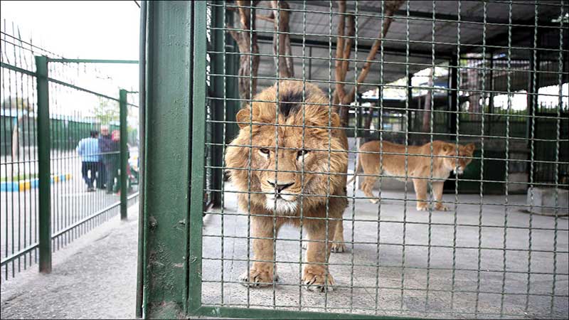باغ وحش ارومیه فاقد استانداردهای لازم برای نگهداری از حیوانات؛ درآمد باغ‌وحش به صفر رسید