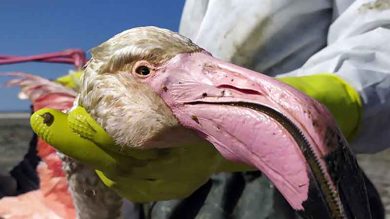 همایش بررسی علت تلفات پرندگان میانکاله به تعویق افتاد