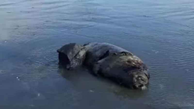 لاشه دومین قلاده فک خزری در ساحل محمودآباد پیدا شد