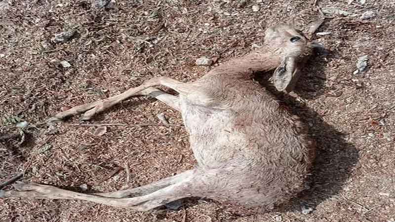 شیوع بیماری طاعون نشخوارکنندگان کوچک در منطقه شکار ممنوع طالقان