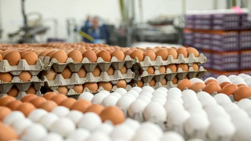 کشف و ضبط بیش از 7000 کیلوگرم تخم مرغ بدون هویت در سنندج