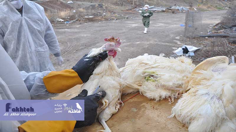 مدیرکل دامپزشکی فارس:‌ مرغ های تلف شده هیچ ربطی به کرونا ندارد